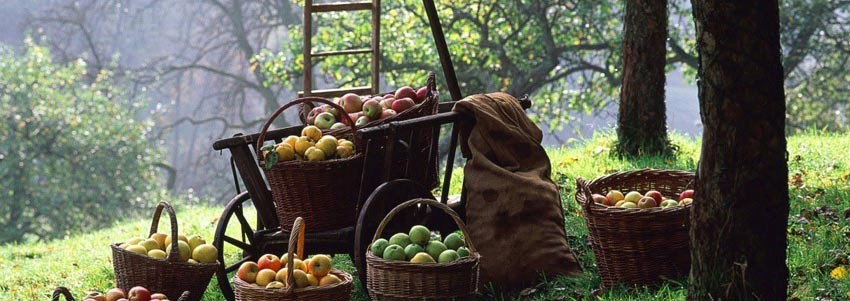 Осенняя обработка яблонь от болезней и вредителей
