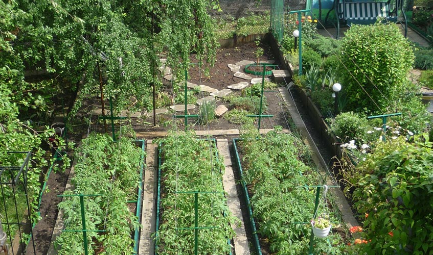 Дачный участок для выращивания овощей