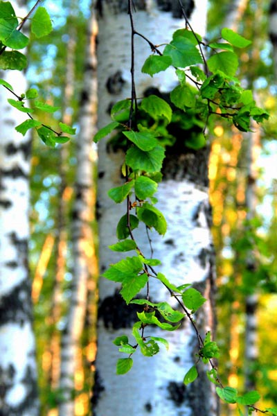 Береза – очень декоративное дерево