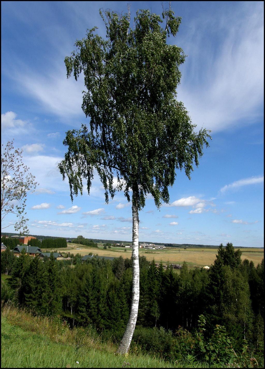 Обрезка березы